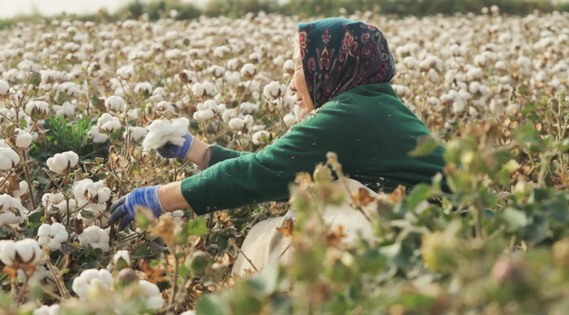Xinjiang_s_Cotton_Tales_Inspire_Global_Audiences_in_Award_Winning_Documentary video poster