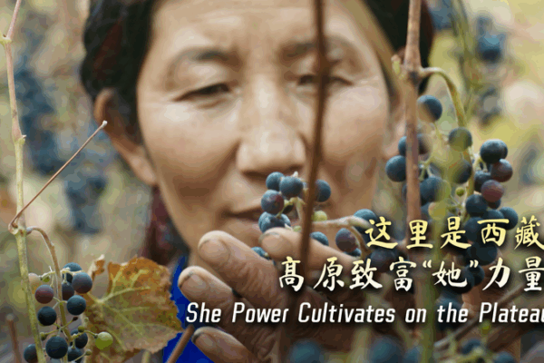Xizang Women Lead Vineyard Revival on Tibetan Plateau Xizang_Women_Lead_Vineyard_Revival_on_Tibetan_Plateau video poster