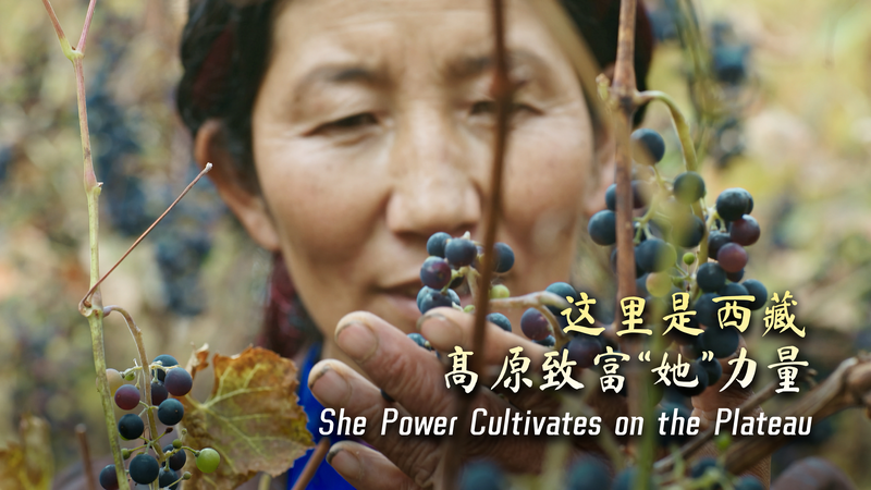 Xizang_Women_Lead_Vineyard_Revival_on_Tibetan_Plateau video poster