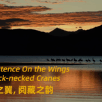 Xizang_s_Black_Necked_Cranes__Symbols_of_Harmony_and_Heritage video poster
