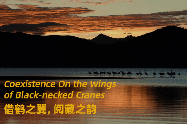 Xizang’s Black-Necked Cranes: Symbols of Harmony and Heritage Xizang_s_Black_Necked_Cranes__Symbols_of_Harmony_and_Heritage video poster