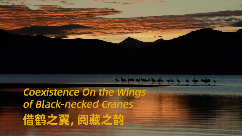 Xizang_s_Black_Necked_Cranes__Symbols_of_Harmony_and_Heritage video poster