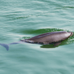 Yangtze_River_Revival__Biodiversity_Rebounds_After_Fishing_Ban