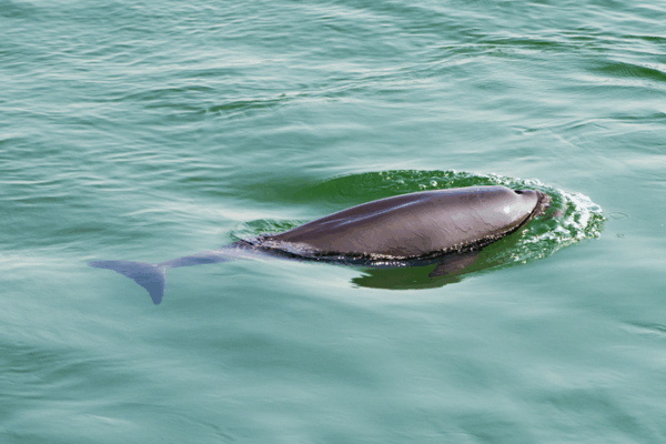 Yangtze River Revival: Biodiversity Rebounds After Fishing Ban Yangtze_River_Revival__Biodiversity_Rebounds_After_Fishing_Ban