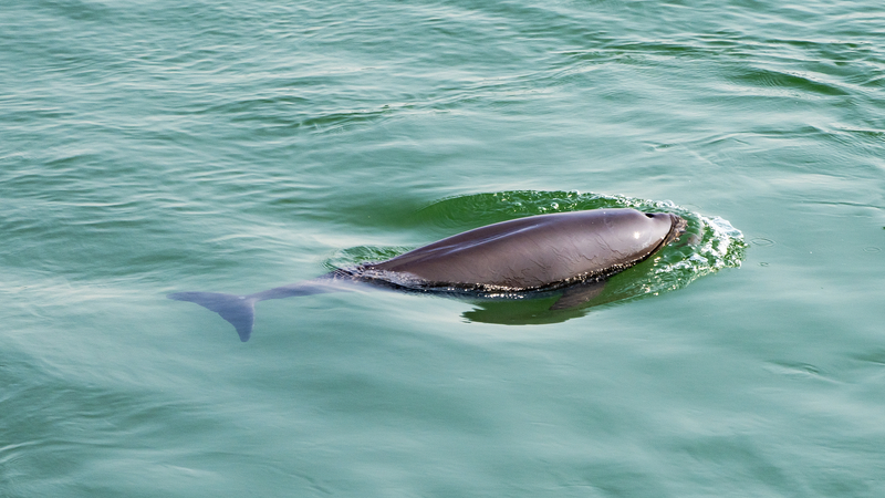 Yangtze_River_Revival__Biodiversity_Rebounds_After_Fishing_Ban