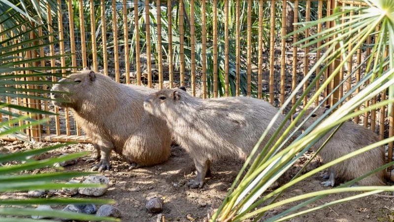 Yangzhou Zoo Offers Reward for Escaped Capybara Fugitive Yangzhou_Zoo_Offers_Reward_for_Escaped_Capybara_Fugitive