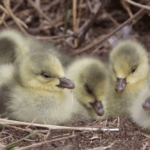 Yellow_River_s__Duck_Egg_Island__Transforms_Into_Thriving_Bird_Nursery video poster