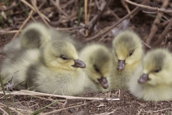 Yellow River’s ‘Duck Egg Island’ Transforms Into Thriving Bird Nursery Yellow_River_s__Duck_Egg_Island__Transforms_Into_Thriving_Bird_Nursery video poster