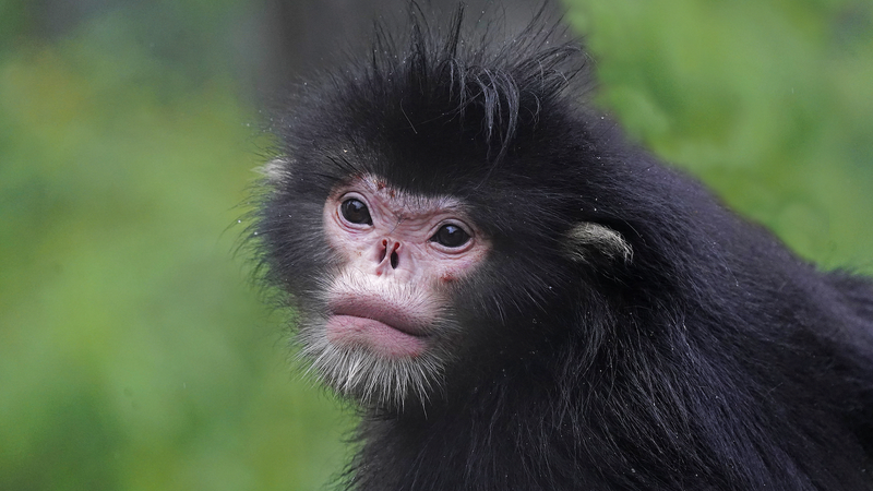Yunnan’s Gaoligongshan Reserve Captures 71 Wild Species in Biodiversity Breakthrough Yunnan_s_Gaoligongshan_Reserve_Captures_71_Wild_Species_in_Biodiversity_Breakthrough video poster