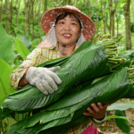 Zongzi_Leaves_Fuel_Prosperity_in_Hainan_Village - Khabar Asia Zongzi_Leaves_Fuel_Prosperity_in_Hainan_Village