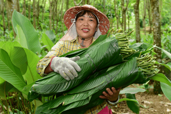 Zongzi Leaves Fuel Prosperity in Hainan Village Zongzi_Leaves_Fuel_Prosperity_in_Hainan_Village