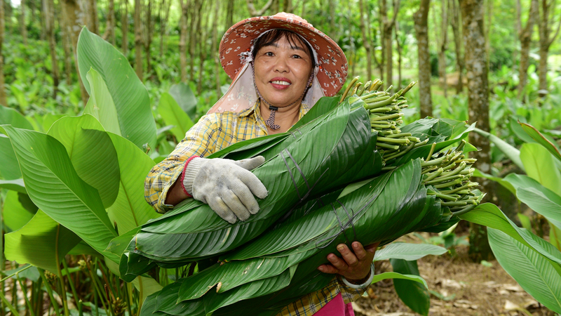 Zongzi_Leaves_Fuel_Prosperity_in_Hainan_Village - Khabar Asia Zongzi_Leaves_Fuel_Prosperity_in_Hainan_Village