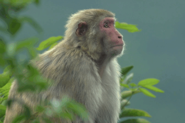 Hong Kong’s Hidden Ecosystems: Where Urban Life Meets Wild Nature Hong Kong’s Hidden Ecosystems: Where Urban Life Meets Wild Nature