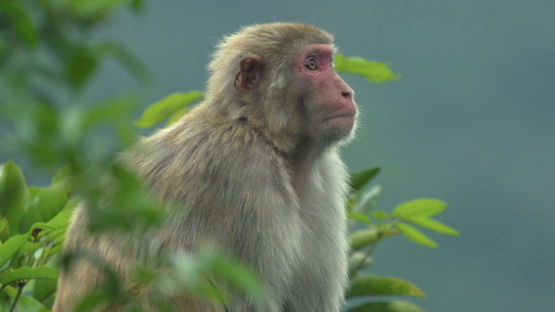 Hong Kong’s Hidden Ecosystems: Where Urban Life Meets Wild Nature