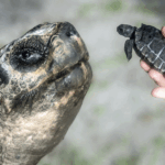8MDNWAGPC5A8S5P4L290 - Khabar Asia Miami Zoo’s 135-Year-Old Tortoise Celebrates First Father’s Day
