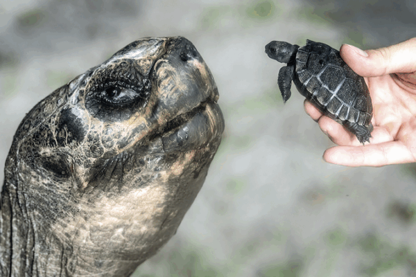 Miami Zoo’s 135-Year-Old Tortoise Celebrates First Father’s Day Miami Zoo’s 135-Year-Old Tortoise Celebrates First Father’s Day