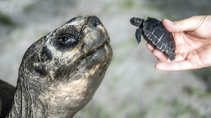 Miami Zoo’s 135-Year-Old Tortoise Celebrates First Father’s Day