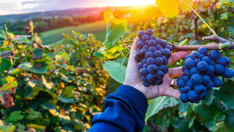 Smart Tech Fuels Growth in Northwest China’s Wine Industry Smart Tech Fuels Growth in Northwest China’s Wine Industry