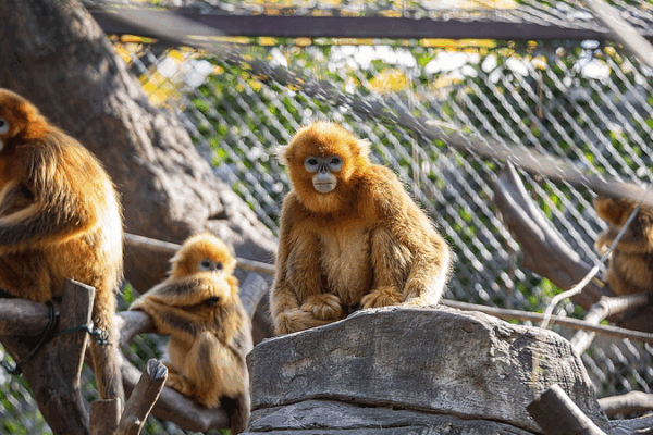AI Breakthrough Protects Endangered Golden Snub-Nosed Monkeys in China AI_Breakthrough_Protects_Endangered_Golden_Snub_Nosed_Monkeys_in_China