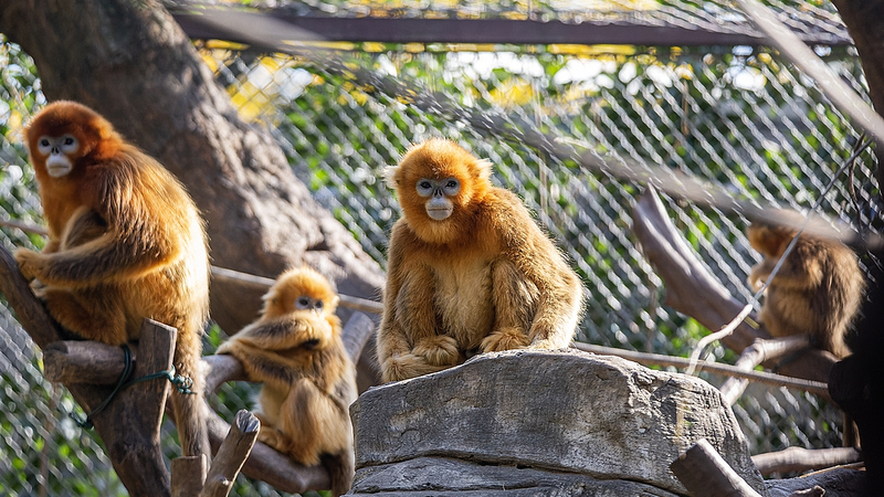 AI_Breakthrough_Protects_Endangered_Golden_Snub_Nosed_Monkeys_in_China - Khabar Asia AI_Breakthrough_Protects_Endangered_Golden_Snub_Nosed_Monkeys_in_China