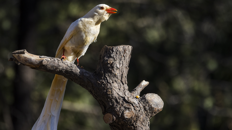 Albino Animals: A Decade of Conservation and Awareness Albino_Animals__A_Decade_of_Conservation_and_Awareness
