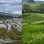 Ancient_Irrigation_Systems_Boost_Tourism_in_China_and_Indonesia - Khabar Asia Ancient_Irrigation_Systems_Boost_Tourism_in_China_and_Indonesia