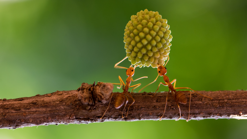 Ant Evolution Breakthrough: Genetic Secrets of Social Behavior Revealed Ant_Evolution_Breakthrough__Genetic_Secrets_of_Social_Behavior_Revealed