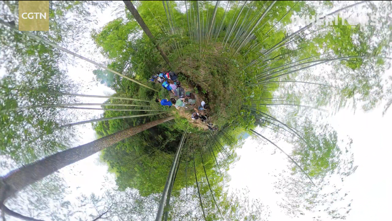 Bamboo Forest Run in Zhejiang Celebrates World Environment Day Bamboo_Forest_Run_in_Zhejiang_Celebrates_World_Environment_Day video poster