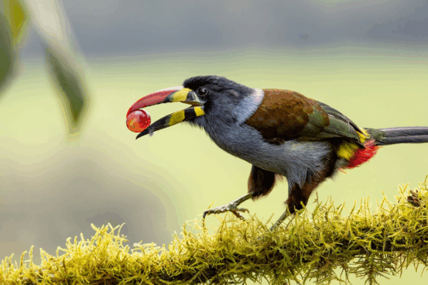 Birds’ Sour Secret: Chinese Scientists Crack Genetic Code Birds__Sour_Secret__Chinese_Scientists_Crack_Genetic_Code