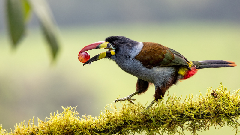 Birds__Sour_Secret__Chinese_Scientists_Crack_Genetic_Code - Khabar Asia Birds__Sour_Secret__Chinese_Scientists_Crack_Genetic_Code