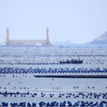 Blue_Carbon_Emerges_as_Key_Climate_Solution_Ahead_of_2025_World_Oceans_Day - Khabar Asia Blue_Carbon_Emerges_as_Key_Climate_Solution_Ahead_of_2025_World_Oceans_Day