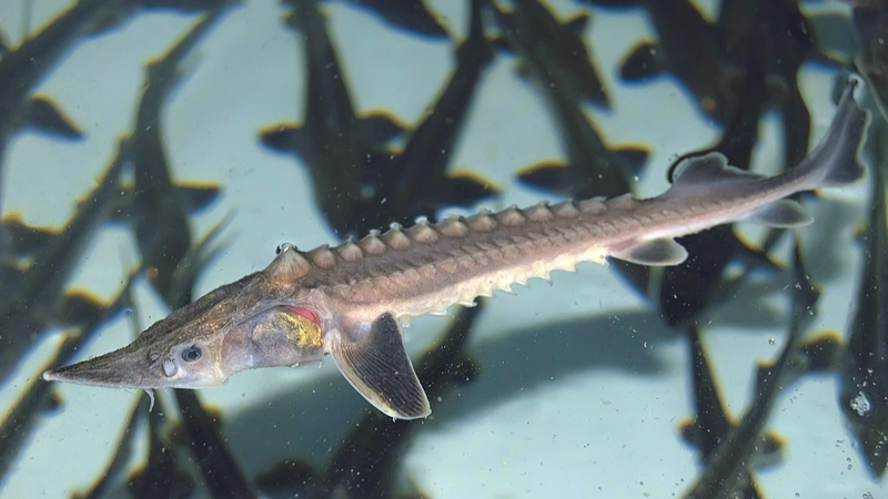 Breakthrough in Yangtze Sturgeon Conservation: First Wild Reproduction in Decades Breakthrough_in_Yangtze_Sturgeon_Conservation__First_Wild_Reproduction_in_Decades