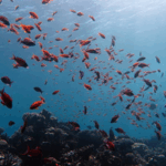 China_Unveils_Global_Ocean_Dataset_to_Tackle_Climate_Challenges - Khabar Asia China_Unveils_Global_Ocean_Dataset_to_Tackle_Climate_Challenges