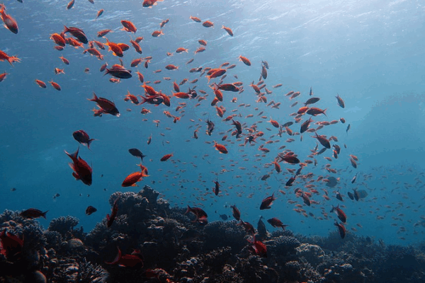 China Unveils Global Ocean Dataset to Tackle Climate Challenges China_Unveils_Global_Ocean_Dataset_to_Tackle_Climate_Challenges