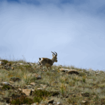 China_Unveils_High_Resolution_Grassland_Map_of_Qinghai_Xizang_Plateau - Khabar Asia China_Unveils_High_Resolution_Grassland_Map_of_Qinghai_Xizang_Plateau