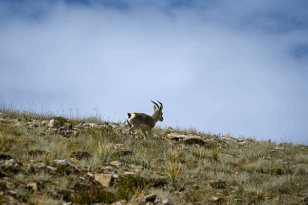 China Unveils High-Resolution Grassland Map of Qinghai-Xizang Plateau China_Unveils_High_Resolution_Grassland_Map_of_Qinghai_Xizang_Plateau