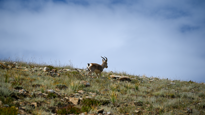 China_Unveils_High_Resolution_Grassland_Map_of_Qinghai_Xizang_Plateau - Khabar Asia China_Unveils_High_Resolution_Grassland_Map_of_Qinghai_Xizang_Plateau