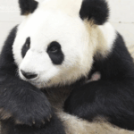 China_Welcomes_First_Giant_Panda_Cub_of_2025_at_Sichuan_Conservation_Center - Khabar Asia China_Welcomes_First_Giant_Panda_Cub_of_2025_at_Sichuan_Conservation_Center