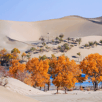 China__Central_Asia_Partner_to_Transform_Deserts_into_Green_Havens - Khabar Asia China__Central_Asia_Partner_to_Transform_Deserts_into_Green_Havens