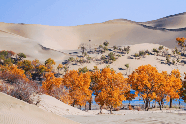 China, Central Asia Partner to Transform Deserts into Green Havens China__Central_Asia_Partner_to_Transform_Deserts_into_Green_Havens
