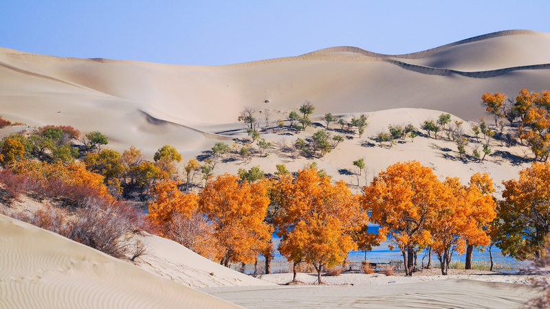 China__Central_Asia_Partner_to_Transform_Deserts_into_Green_Havens - Khabar Asia China__Central_Asia_Partner_to_Transform_Deserts_into_Green_Havens