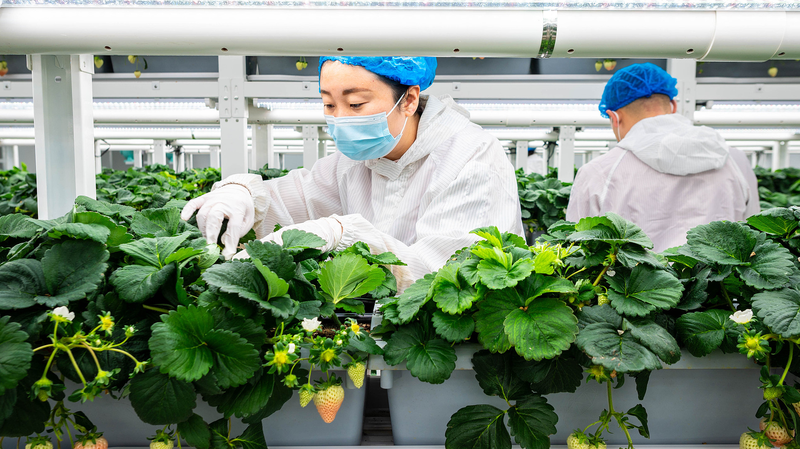 China’s Green Shift Fuels Economic Innovation, Experts Say China_s_Green_Shift_Fuels_Economic_Innovation__Experts_Say