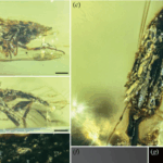 Chinese_Scientists_Unearth_100M_Year_Old_Fungus__Rewriting_Evolutionary_History - Khabar Asia Chinese_Scientists_Unearth_100M_Year_Old_Fungus__Rewriting_Evolutionary_History