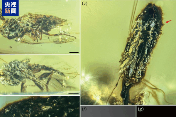 Chinese Scientists Unearth 100M-Year-Old Fungus, Rewriting Evolutionary History Chinese_Scientists_Unearth_100M_Year_Old_Fungus__Rewriting_Evolutionary_History