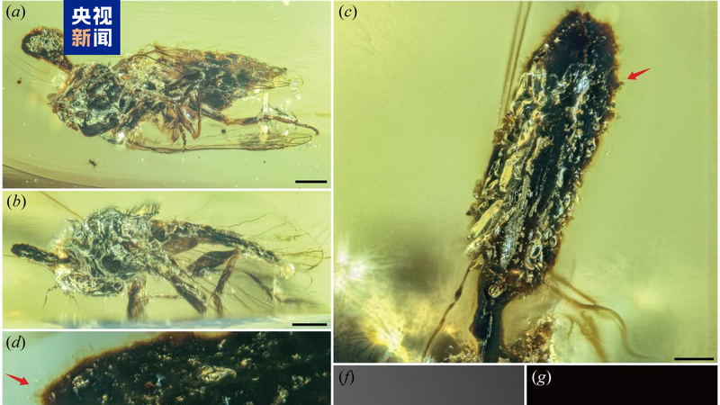 Chinese_Scientists_Unearth_100M_Year_Old_Fungus__Rewriting_Evolutionary_History