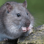 Chinese_Scientists_Unlock_Mammal_Organ_Regeneration_Breakthrough