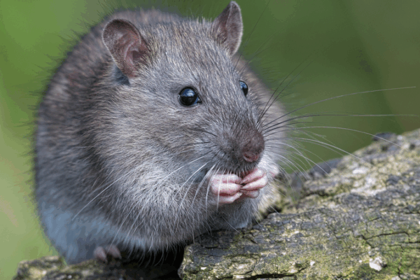 Chinese Scientists Unlock Mammal Organ Regeneration Breakthrough Chinese_Scientists_Unlock_Mammal_Organ_Regeneration_Breakthrough