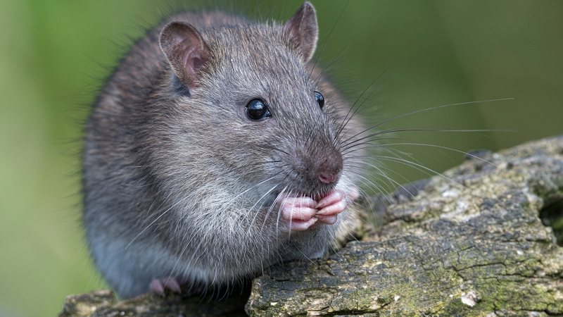 Chinese_Scientists_Unlock_Mammal_Organ_Regeneration_Breakthrough