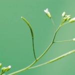 Chinese_Scientists_Unveil_PlantGPT_for_Genomic_Breakthroughs