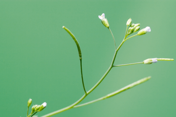 Chinese Scientists Unveil PlantGPT for Genomic Breakthroughs Chinese_Scientists_Unveil_PlantGPT_for_Genomic_Breakthroughs